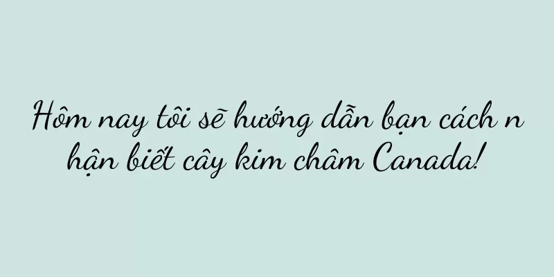 Hôm nay tôi sẽ hướng dẫn bạn cách nhận biết cây kim châm Canada!