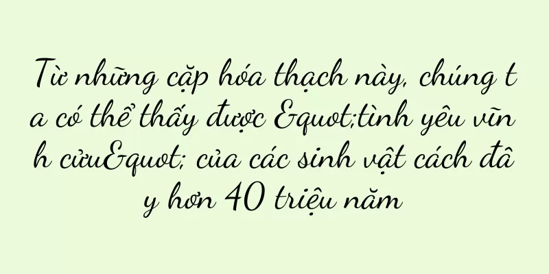 Từ những cặp hóa thạch này, chúng ta có thể thấy được "tình yêu vĩnh cửu" của các sinh vật cách đây hơn 40 triệu năm
