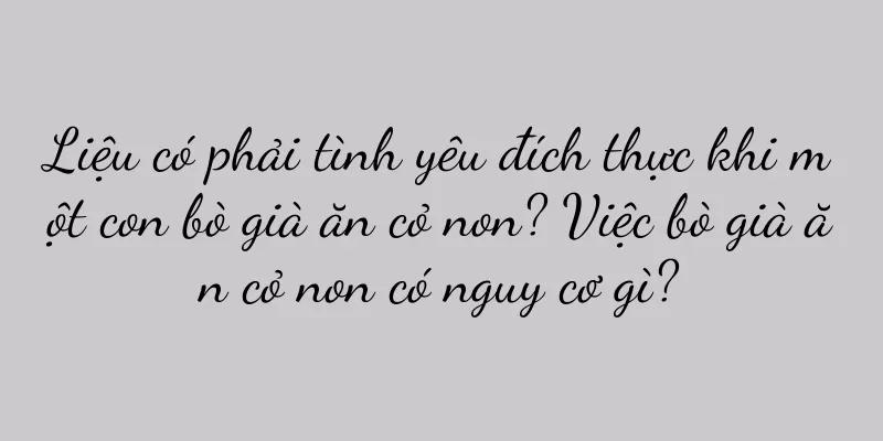Liệu có phải tình yêu đích thực khi một con bò già ăn cỏ non? Việc bò già ăn cỏ non có nguy cơ gì?