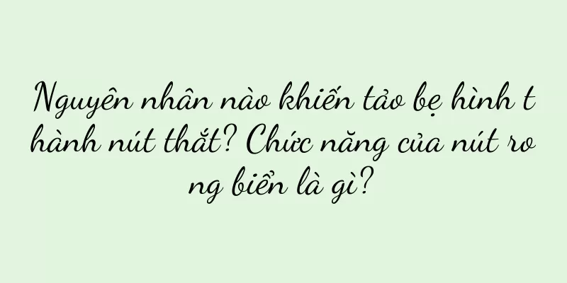 Nguyên nhân nào khiến tảo bẹ hình thành nút thắt? Chức năng của nút rong biển là gì?