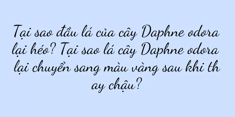 Tại sao đầu lá của cây Daphne odora lại héo? Tại sao lá cây Daphne odora lại chuyển sang màu vàng sau khi thay chậu?