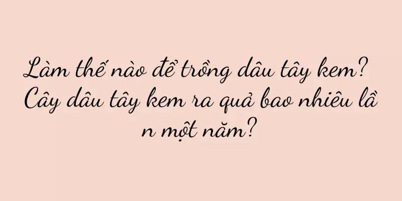 Làm thế nào để trồng dâu tây kem? Cây dâu tây kem ra quả bao nhiêu lần một năm?