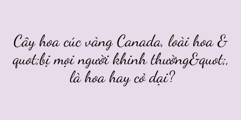 Cây hoa cúc vàng Canada, loài hoa "bị mọi người khinh thường", là hoa hay cỏ dại?
