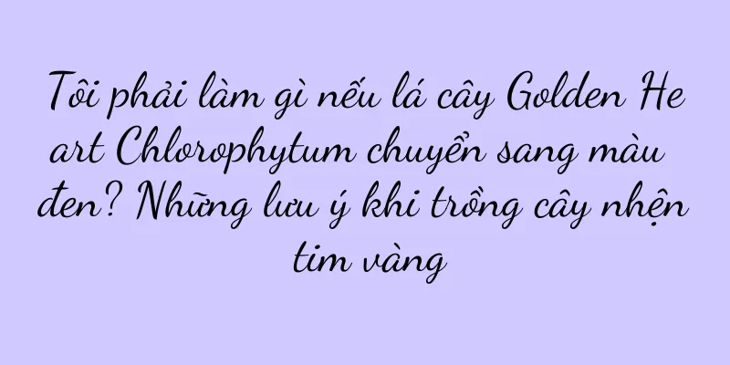 Tôi phải làm gì nếu lá cây Golden Heart Chlorophytum chuyển sang màu đen? Những lưu ý khi trồng cây nhện tim vàng