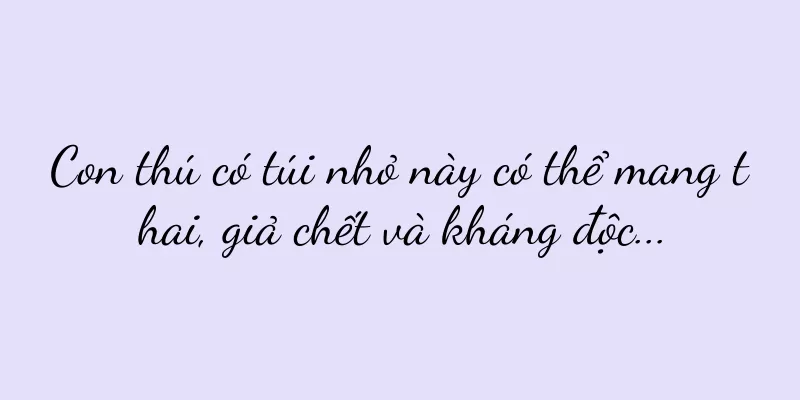 Con thú có túi nhỏ này có thể mang thai, giả chết và kháng độc...