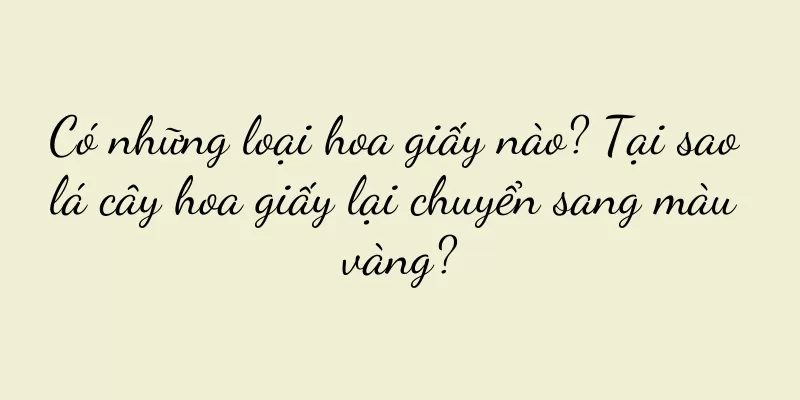Có những loại hoa giấy nào? Tại sao lá cây hoa giấy lại chuyển sang màu vàng?