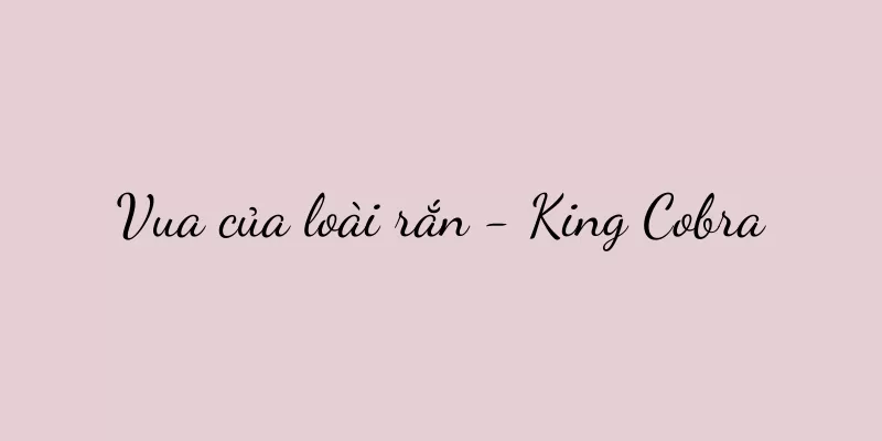 Vua của loài rắn - King Cobra