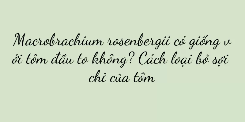 Macrobrachium rosenbergii có giống với tôm đầu to không? Cách loại bỏ sợi chỉ của tôm