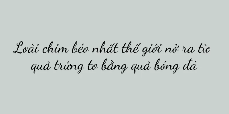 Loài chim béo nhất thế giới nở ra từ quả trứng to bằng quả bóng đá