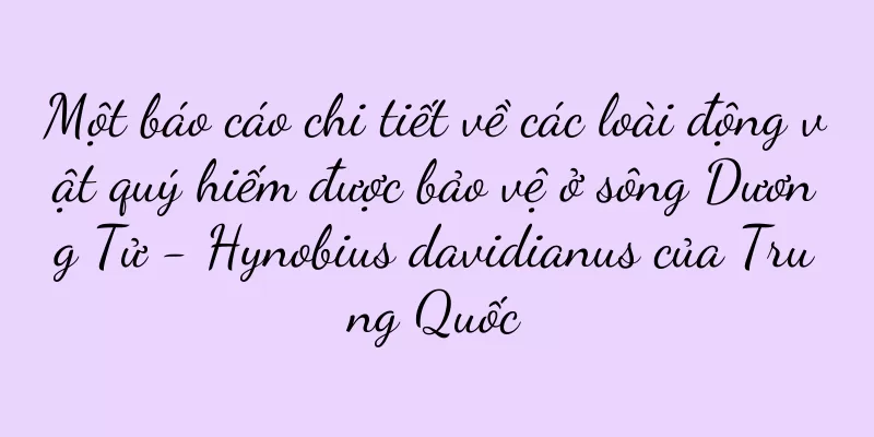 Một báo cáo chi tiết về các loài động vật quý hiếm được bảo vệ ở sông Dương Tử - Hynobius davidianus của Trung Quốc