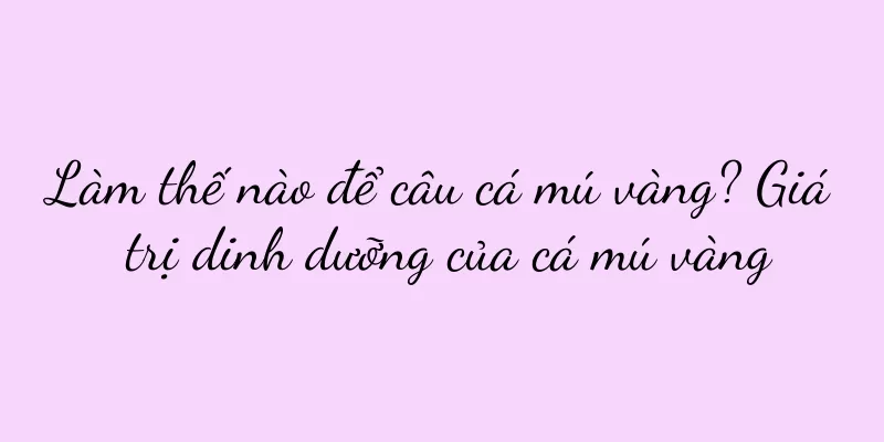 Làm thế nào để câu cá mú vàng? Giá trị dinh dưỡng của cá mú vàng