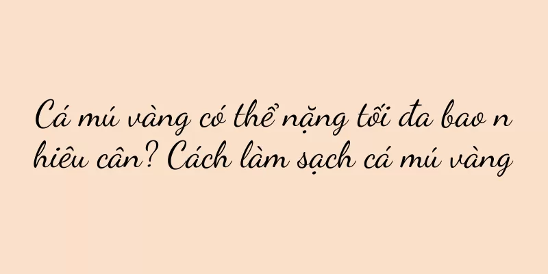 Cá mú vàng có thể nặng tối đa bao nhiêu cân? Cách làm sạch cá mú vàng