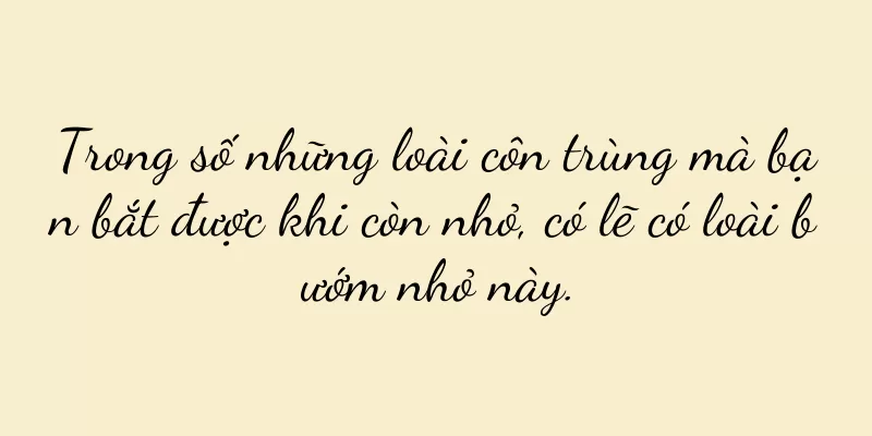 Trong số những loài côn trùng mà bạn bắt được khi còn nhỏ, có lẽ có loài bướm nhỏ này.