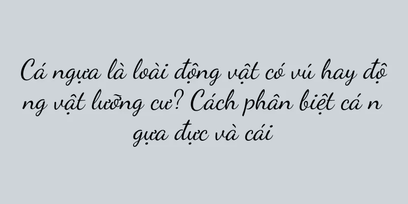 Cá ngựa là loài động vật có vú hay động vật lưỡng cư? Cách phân biệt cá ngựa đực và cái