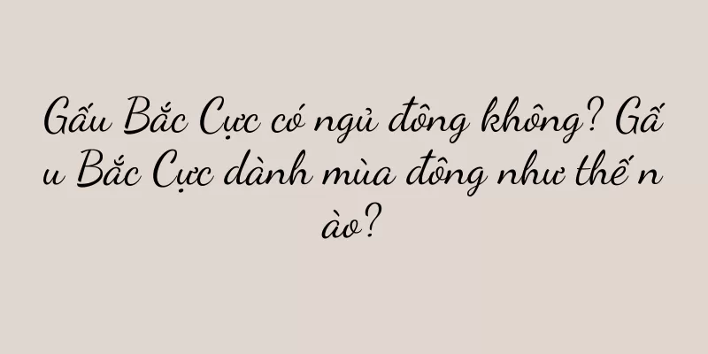 Gấu Bắc Cực có ngủ đông không? Gấu Bắc Cực dành mùa đông như thế nào?