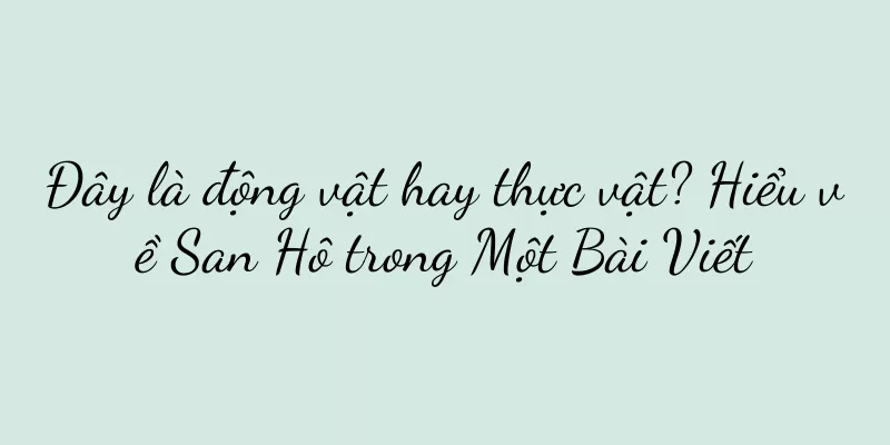 Đây là động vật hay thực vật? Hiểu về San Hô trong Một Bài Viết