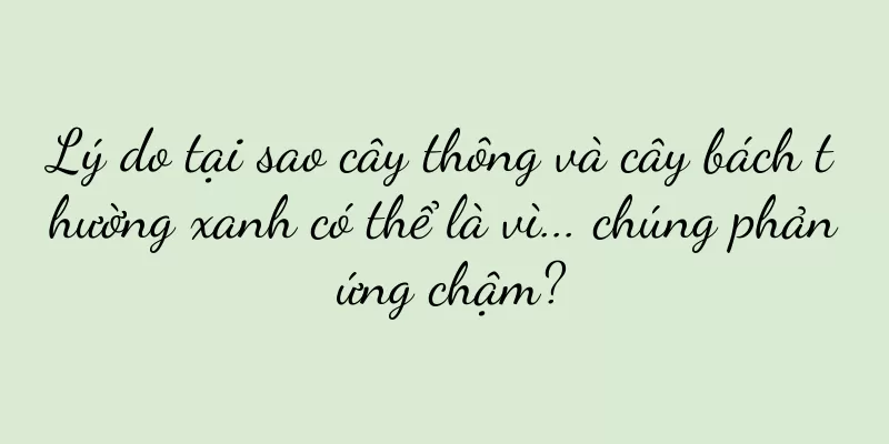 Lý do tại sao cây thông và cây bách thường xanh có thể là vì... chúng phản ứng chậm?