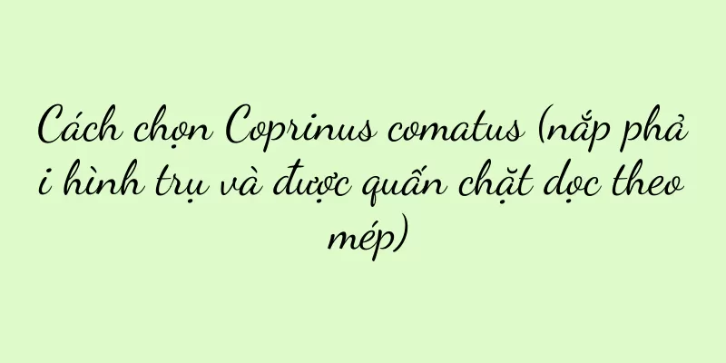 Cách chọn Coprinus comatus (nắp phải hình trụ và được quấn chặt dọc theo mép)
