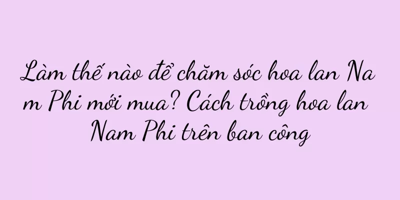 Làm thế nào để chăm sóc hoa lan Nam Phi mới mua? Cách trồng hoa lan Nam Phi trên ban công