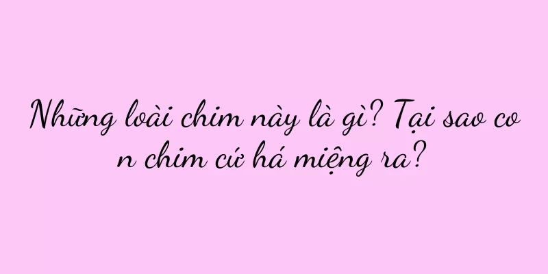 Những loài chim này là gì? Tại sao con chim cứ há miệng ra?