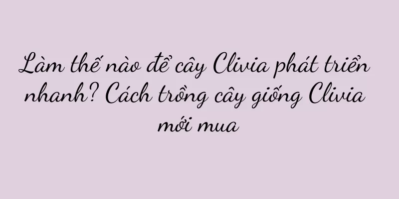 Làm thế nào để cây Clivia phát triển nhanh? Cách trồng cây giống Clivia mới mua