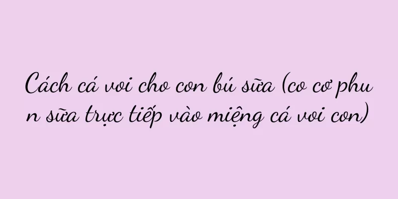 Cách cá voi cho con bú sữa (co cơ phun sữa trực tiếp vào miệng cá voi con)
