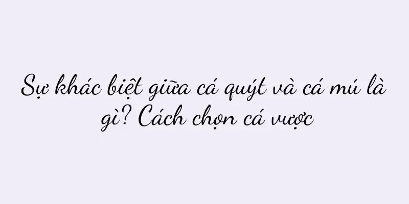 Sự khác biệt giữa cá quýt và cá mú là gì? Cách chọn cá vược