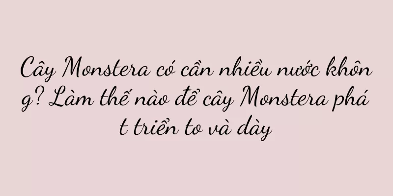 Cây Monstera có cần nhiều nước không? Làm thế nào để cây Monstera phát triển to và dày
