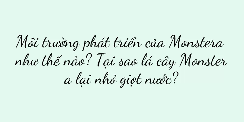 Môi trường phát triển của Monstera như thế nào? Tại sao lá cây Monstera lại nhỏ giọt nước?