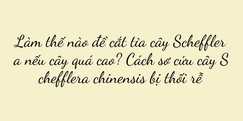 Làm thế nào để cắt tỉa cây Schefflera nếu cây quá cao? Cách sơ cứu cây Schefflera chinensis bị thối rễ