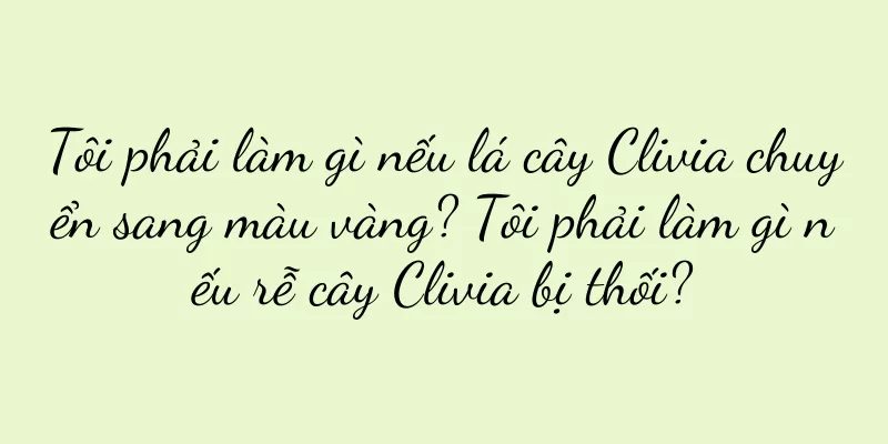 Tôi phải làm gì nếu lá cây Clivia chuyển sang màu vàng? Tôi phải làm gì nếu rễ cây Clivia bị thối?
