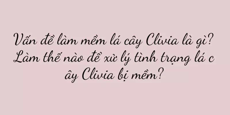 Vấn đề làm mềm lá cây Clivia là gì? Làm thế nào để xử lý tình trạng lá cây Clivia bị mềm?