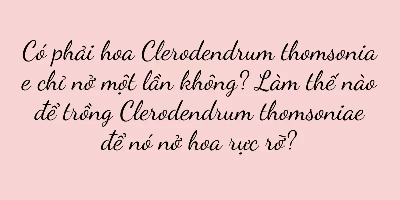 Có phải hoa Clerodendrum thomsoniae chỉ nở một lần không? Làm thế nào để trồng Clerodendrum thomsoniae để nó nở hoa rực rỡ?
