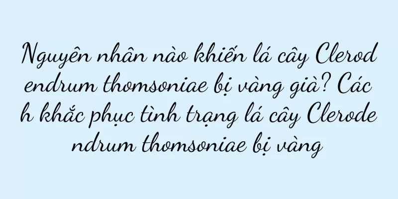 Nguyên nhân nào khiến lá cây Clerodendrum thomsoniae bị vàng già? Cách khắc phục tình trạng lá cây Clerodendrum thomsoniae bị vàng
