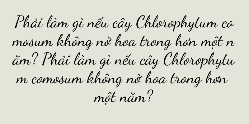 Phải làm gì nếu cây Chlorophytum comosum không nở hoa trong hơn một năm? Phải làm gì nếu cây Chlorophytum comosum không nở hoa trong hơn một năm?