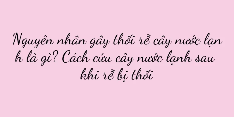 Nguyên nhân gây thối rễ cây nước lạnh là gì? Cách cứu cây nước lạnh sau khi rễ bị thối