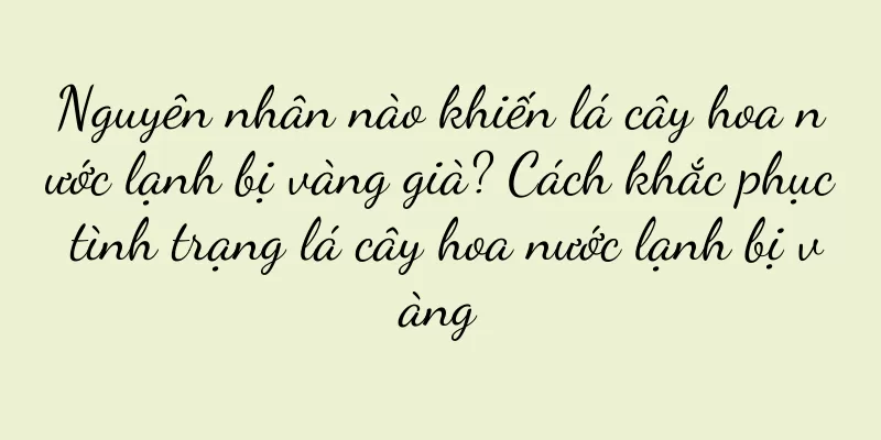 Nguyên nhân nào khiến lá cây hoa nước lạnh bị vàng già? Cách khắc phục tình trạng lá cây hoa nước lạnh bị vàng