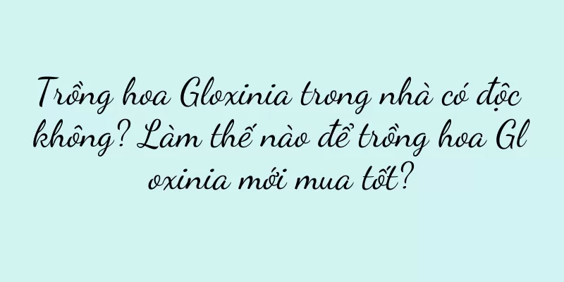 Trồng hoa Gloxinia trong nhà có độc không? Làm thế nào để trồng hoa Gloxinia mới mua tốt?