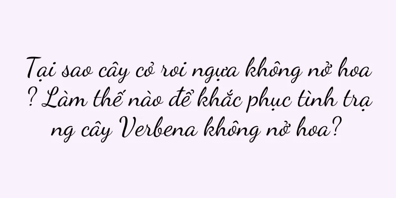 Tại sao cây cỏ roi ngựa không nở hoa? Làm thế nào để khắc phục tình trạng cây Verbena không nở hoa?