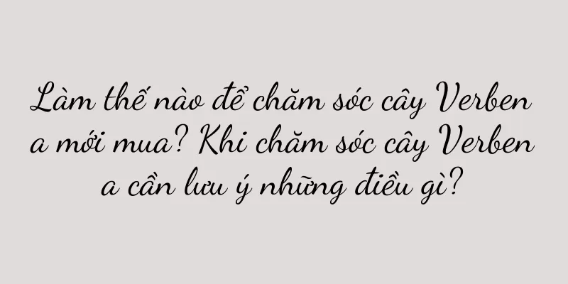 Làm thế nào để chăm sóc cây Verbena mới mua? Khi chăm sóc cây Verbena cần lưu ý những điều gì?