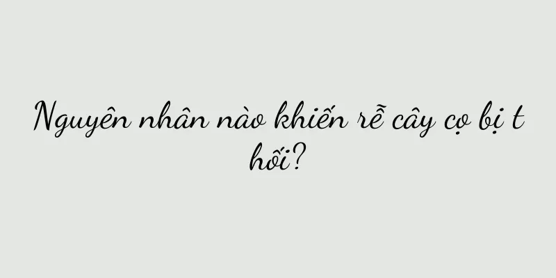 Nguyên nhân nào khiến rễ cây cọ bị thối?