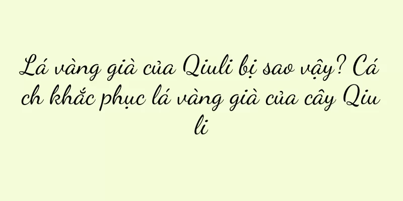 Lá vàng già của Qiuli bị sao vậy? Cách khắc phục lá vàng già của cây Qiuli