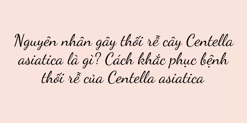 Nguyên nhân gây thối rễ cây Centella asiatica là gì? Cách khắc phục bệnh thối rễ của Centella asiatica