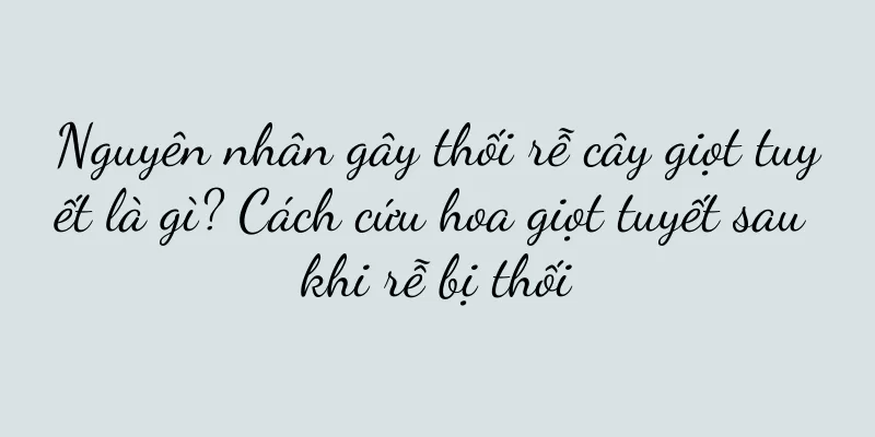 Nguyên nhân gây thối rễ cây giọt tuyết là gì? Cách cứu hoa giọt tuyết sau khi rễ bị thối