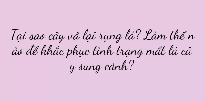 Tại sao cây vả lại rụng lá? Làm thế nào để khắc phục tình trạng mất lá cây sung cảnh?