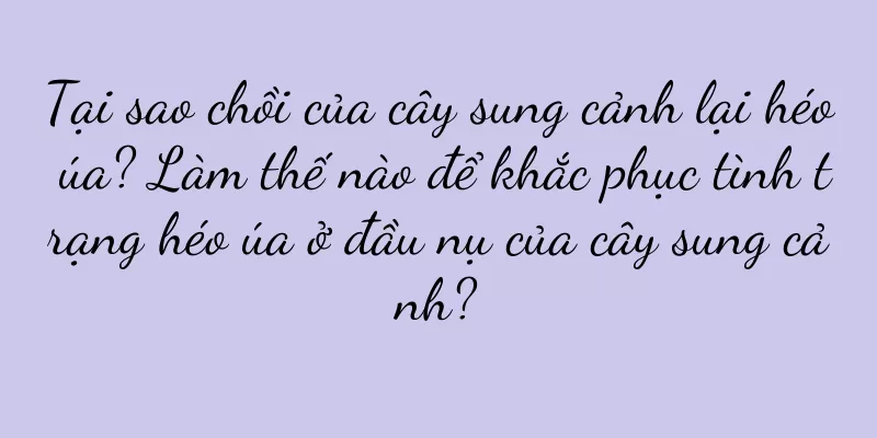 Tại sao chồi của cây sung cảnh lại héo úa? Làm thế nào để khắc phục tình trạng héo úa ở đầu nụ của cây sung cảnh?