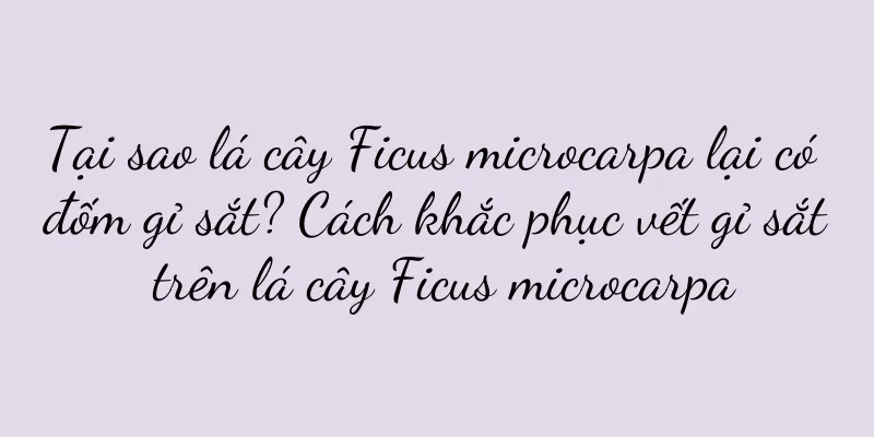 Tại sao lá cây Ficus microcarpa lại có đốm gỉ sắt? Cách khắc phục vết gỉ sắt trên lá cây Ficus microcarpa