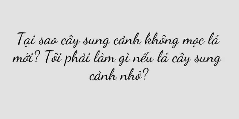 Tại sao cây sung cảnh không mọc lá mới? Tôi phải làm gì nếu lá cây sung cảnh nhỏ?
