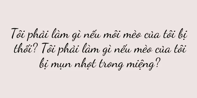 Tôi phải làm gì nếu môi mèo của tôi bị thối? Tôi phải làm gì nếu mèo của tôi bị mụn nhọt trong miệng?