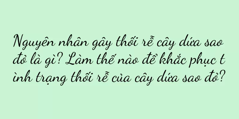 Nguyên nhân gây thối rễ cây dứa sao đỏ là gì? Làm thế nào để khắc phục tình trạng thối rễ của cây dứa sao đỏ?